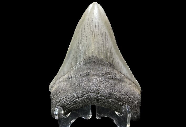 Serrated, Fossil Megalodon Tooth - Georgia #74491